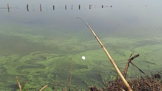 Impressionante a quantidade de traíra nesse ponto Pescaria de traíra gigante no bambu [upl. by Neelrac]