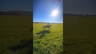 galloping in a field be hitting different fyp relatabe gallopinghorse fun funny horse [upl. by Ontine171]