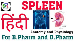 Spleen  Structure and Function  Lymphatic organ  Anatomy and Physiology [upl. by Elianora424]