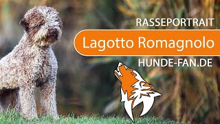 ► Lagotto Romagnolo 2019 Rasse Aussehen amp Charakter [upl. by Ecyar]