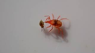 Snout mite attacks tiny springtail [upl. by Byrd]