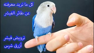 هل يتكلم طائر الفيشر ؟ كيف تدرب طائر الفيشر الشرس و تجعله يحبك ترويض فيشر ازرق لوف بيرد [upl. by Eintruok]