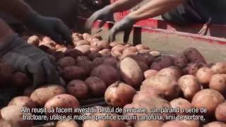 Producatori romani  episodul 6 Cartofi de la ferma Agricom din Targu Secuiesc [upl. by Kasey]