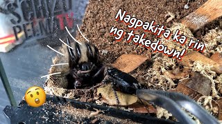 Tumambay na nagtakedown pa Oreo Spider [upl. by Gauntlett589]