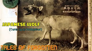 Japanese Wolf  Canis lupus hodophilax  Tales Of Forgotten [upl. by Efeek186]