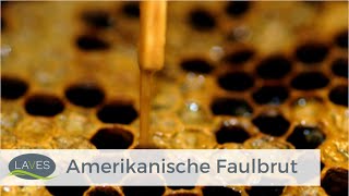 Amerikanische Faulbrut  Biologie Pathogenese und Bekämpfung [upl. by Lillian]