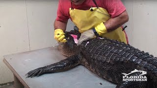 How to Clean Fillet Debone and Skin an Alligator IN ONE PIECE  Florida Sportsman [upl. by Ala]