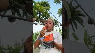 Mamey sapote shorts [upl. by Ezequiel]