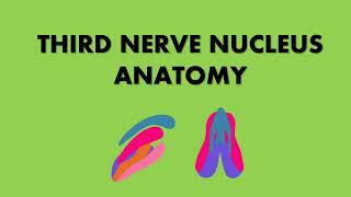 THIRD NERVE NUCLEUS ANATOMY [upl. by Allsun]