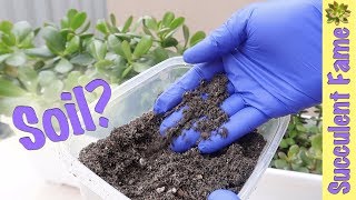 How to Customize Your Succulent and Cactus Soil Succulents Differ [upl. by Boorer]