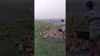 Duck farming feeding home video duck farming video shorts [upl. by Barvick122]