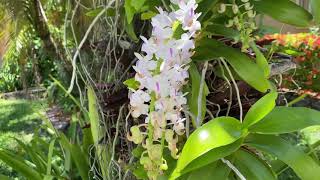 Aerides odorata [upl. by Leihcey]