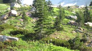 Badgers Fighting on Mt Rainier [upl. by Aisatnaf847]