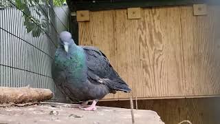 Japanese wood pigeon [upl. by Ydnolem898]