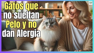 🔴 TOP 10 RAZAS DE GATOS QUE NO SUELTAN PELO Y NO DAN ALERGIA 🔴 [upl. by Sherlocke459]