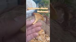 Cantharellus cibarius mushroom kamp mantari doğa nature avcilik fungi [upl. by Rinaldo]