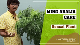 Ming Aralia Plant Care in Hindi  Bonsai Plant  Polyscias Araliaceae [upl. by Marinna410]