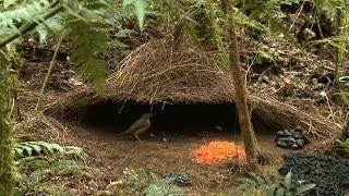 Vogelkop Bowerbird Amblyornis inornata Hüttengärtner Burung Namdur Indonesia [upl. by Reynard]