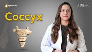 Coccyx Column Vertebrae Bone Anatomy Lecture for First Year Medical Students [upl. by Alberik]