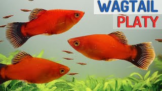 Red Wagtail Platy Fish Species Profile  Care Guide Xiphophorus maculatus [upl. by Zsa Zsa]