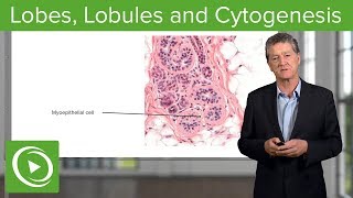 Lobes Lobules and Cytogenesis – Histology  Lecturio [upl. by Nnaassilem212]