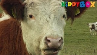 Bauernhof Tiere  Kühe  Cows  KIDDYBOXTV [upl. by Kristo]