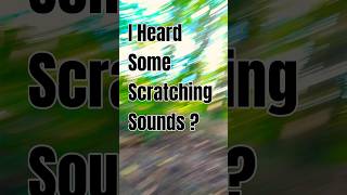 ❤️I Heard Some Scratching Sounds ❤️ cat cats shorts [upl. by Inava]