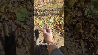 Pet pig hoof trimming wwwthefarriergroupcom follow thepighooftrimmer petpig [upl. by Eryn437]