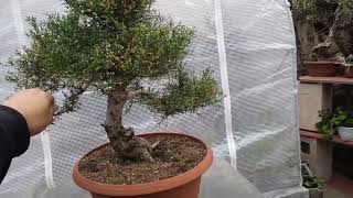 Actualización Pre Bonsai de Tetraclinis Articulata [upl. by Raasch]