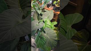 Why I never quarantine new plants [upl. by Paynter]