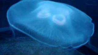 Jellyfish at the New York Aquarium Video 2 [upl. by Ymorej947]