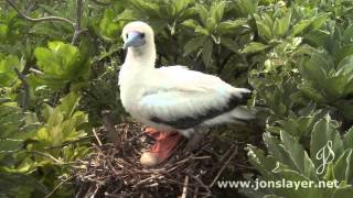 Red Footed Booby on nest with egg Nelson Island [upl. by Shivers679]