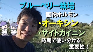 【ブルーベリー】植物ホルモンの優勢時期を使い分ける理由！ [upl. by Tihor53]