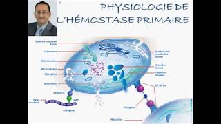 PHYSIOLOGIE DE HÉMOSTASE PRIMAIRE [upl. by Nnalatsyrc]