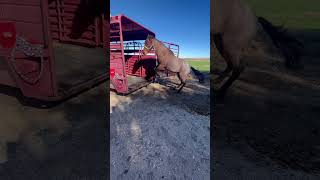 Trying to get a yearling in the trailer😭😭 god🫶￼ [upl. by Ettesel]