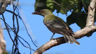 Olivebacked Oriel Hervey Bay Qld [upl. by Alisun732]