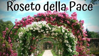 Roseto della Pace Induno Olona Varese  Italy May 2019 [upl. by Einittirb]