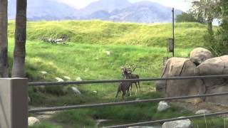 Giraffes And Ostriches At The Living Desert Zoo [upl. by Reinhardt]