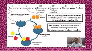 Chapter 2  First Year Biology  Enzymes Part 3  Mechanism of enzyme action  Sindh Text Board [upl. by Akerahs]