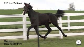 HAD TO KNOW yearling video [upl. by Clift]