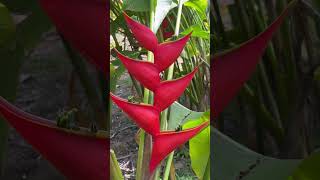 Helicônia Stricta Íris red florestropicais flores jardimtropical natureza tropicalflowers fy [upl. by Rahcir]