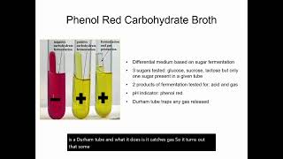 Phenol Red Carbohydrate Broths [upl. by Faux]