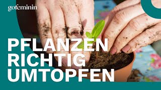 Zimmerpflanzen richtig umtopfen [upl. by Gittel]