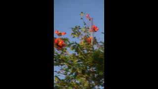 African Tulip Tree 45 Gallon for Sale in Homestead Florida [upl. by Haniraz]