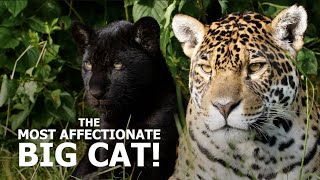 The most AFFECTIONATE BIG CAT  The Big Cat Sanctuary [upl. by Ostler]