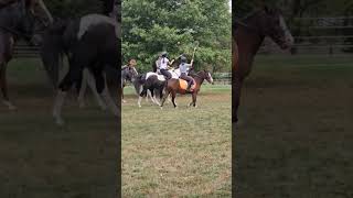 Polocrosse equine horse equestrian horsebackriding pony [upl. by Nwahsirhc]