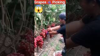 Amazing Grape Harvesting 🍇 youtubeshorts shortsvideo shorts [upl. by Trisa]