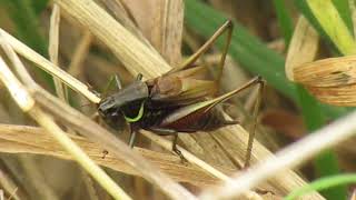 Roesels bushcricket [upl. by Reinald687]