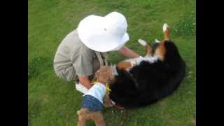 Bernese mountain dogsummer holiday [upl. by Elena]