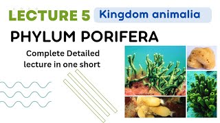 Phylum Porifera kingdom animalia sponges body structure  simple sponge anatomy in Urdu Hindi [upl. by Hoeve894]